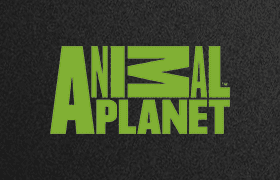 Animal Planet Ao Vivo | Assistir Animal Planet Online Gratis - Mega Canais